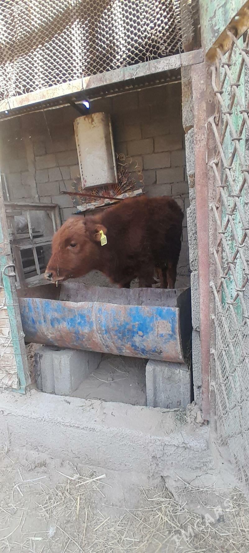 0kizce - Багир - img 3