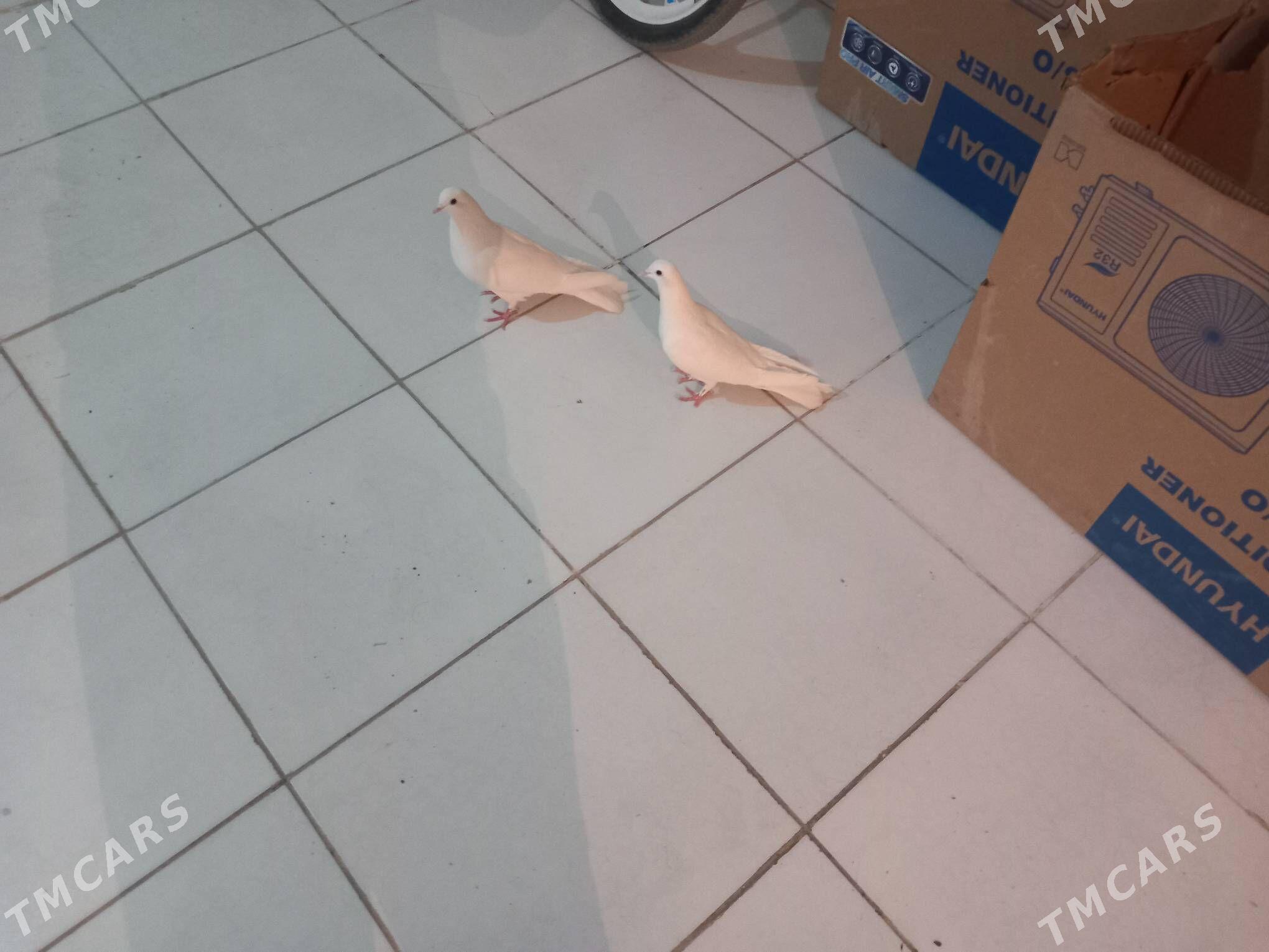 Kepderi  - Берекет - img 2