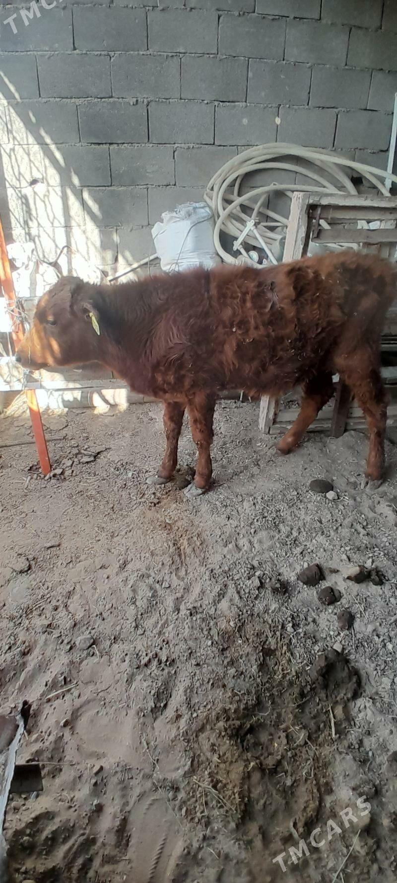 0kizce - Багир - img 4