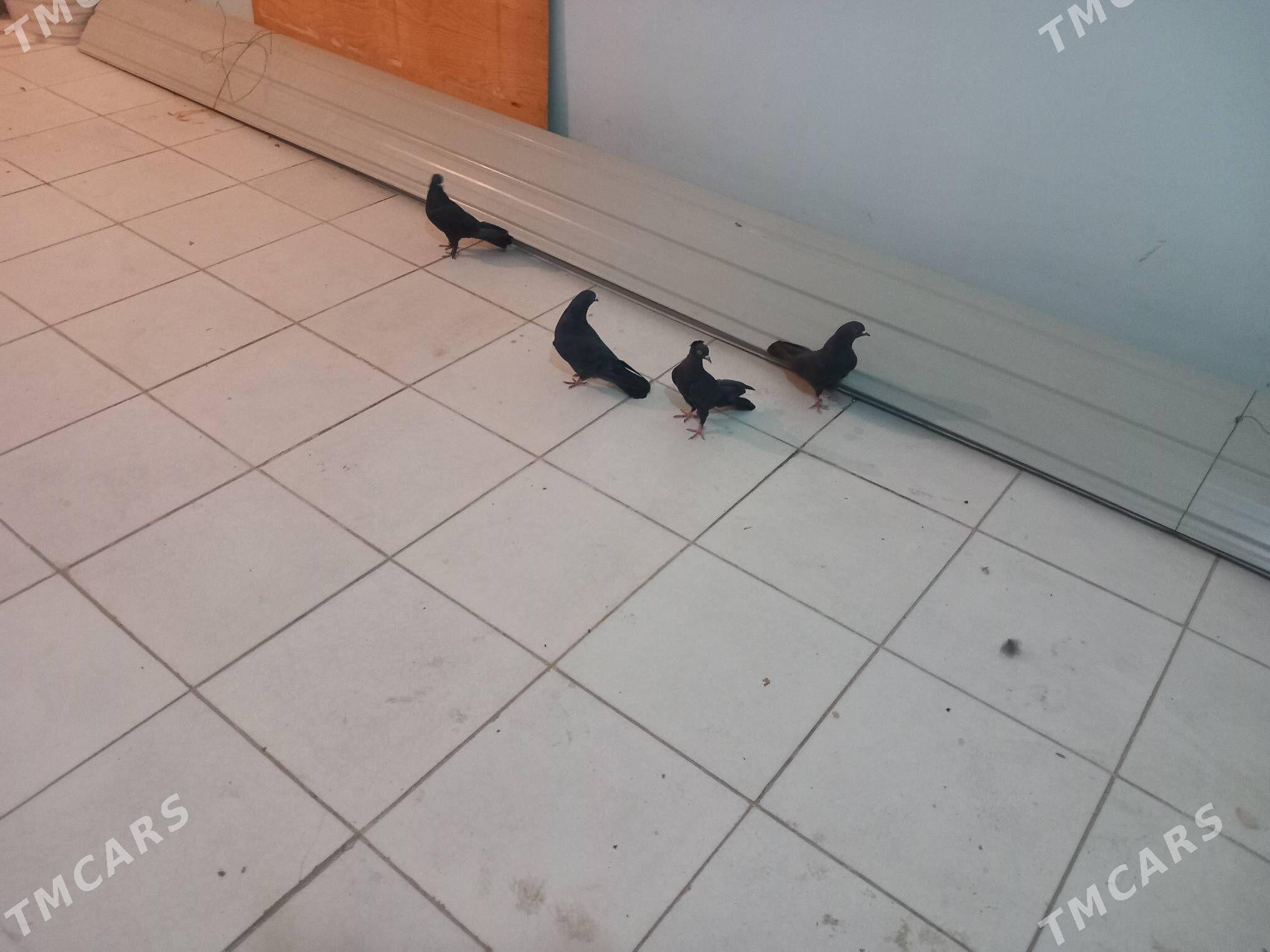 Kepderi  - Берекет - img 3