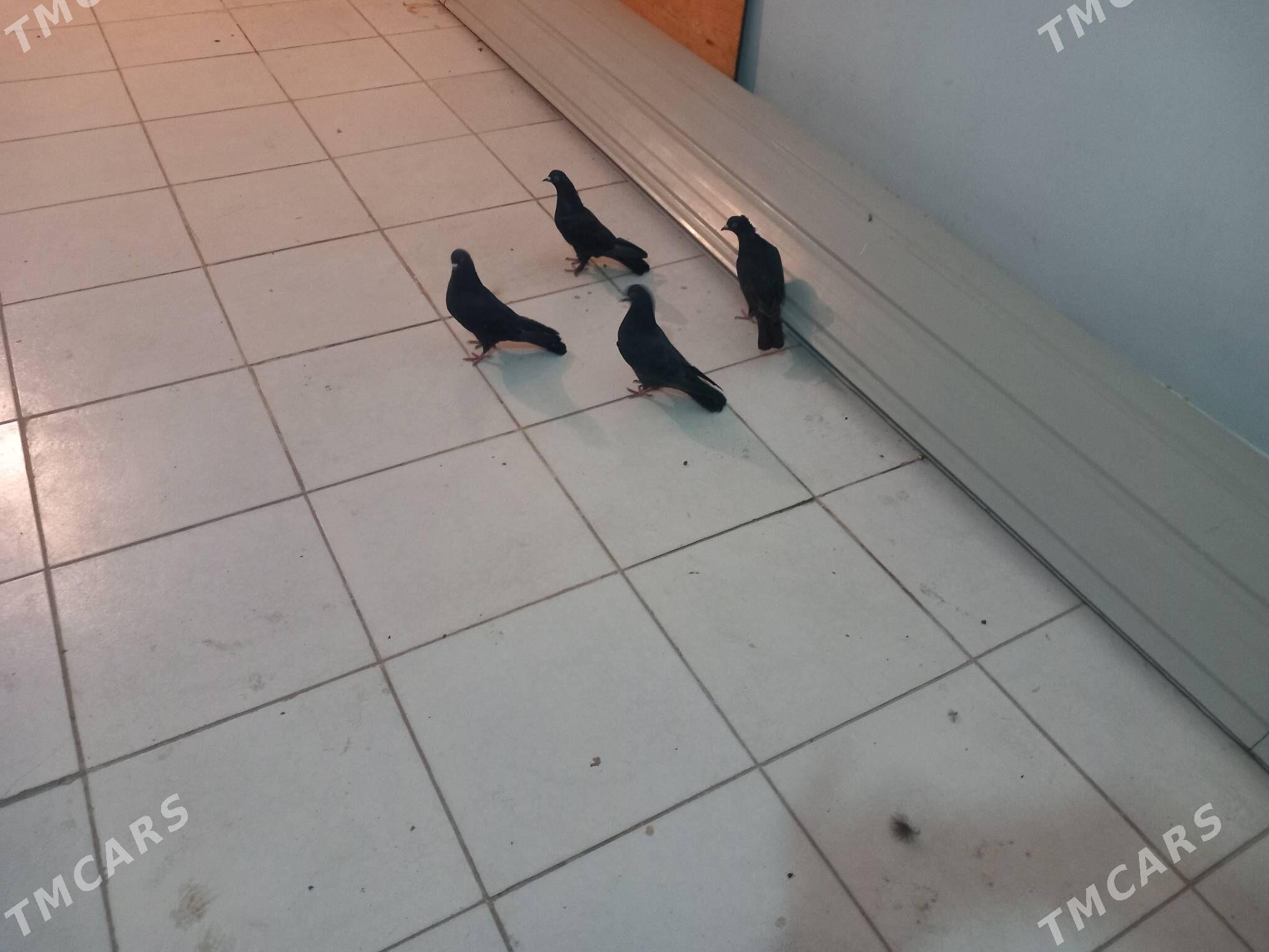 Kepderi  - Берекет - img 2