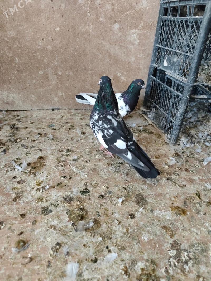 kepderi - Ашхабад - img 4