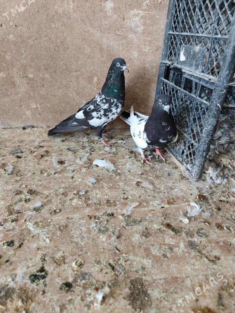 kepderi - Ашхабад - img 8