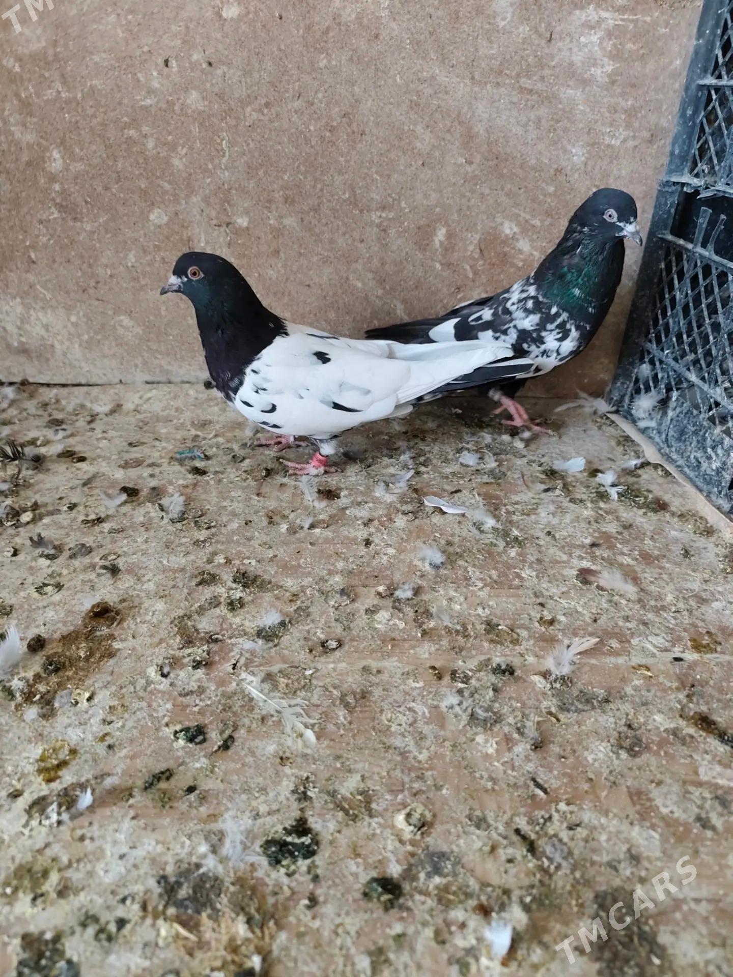 kepderi - Ашхабад - img 7