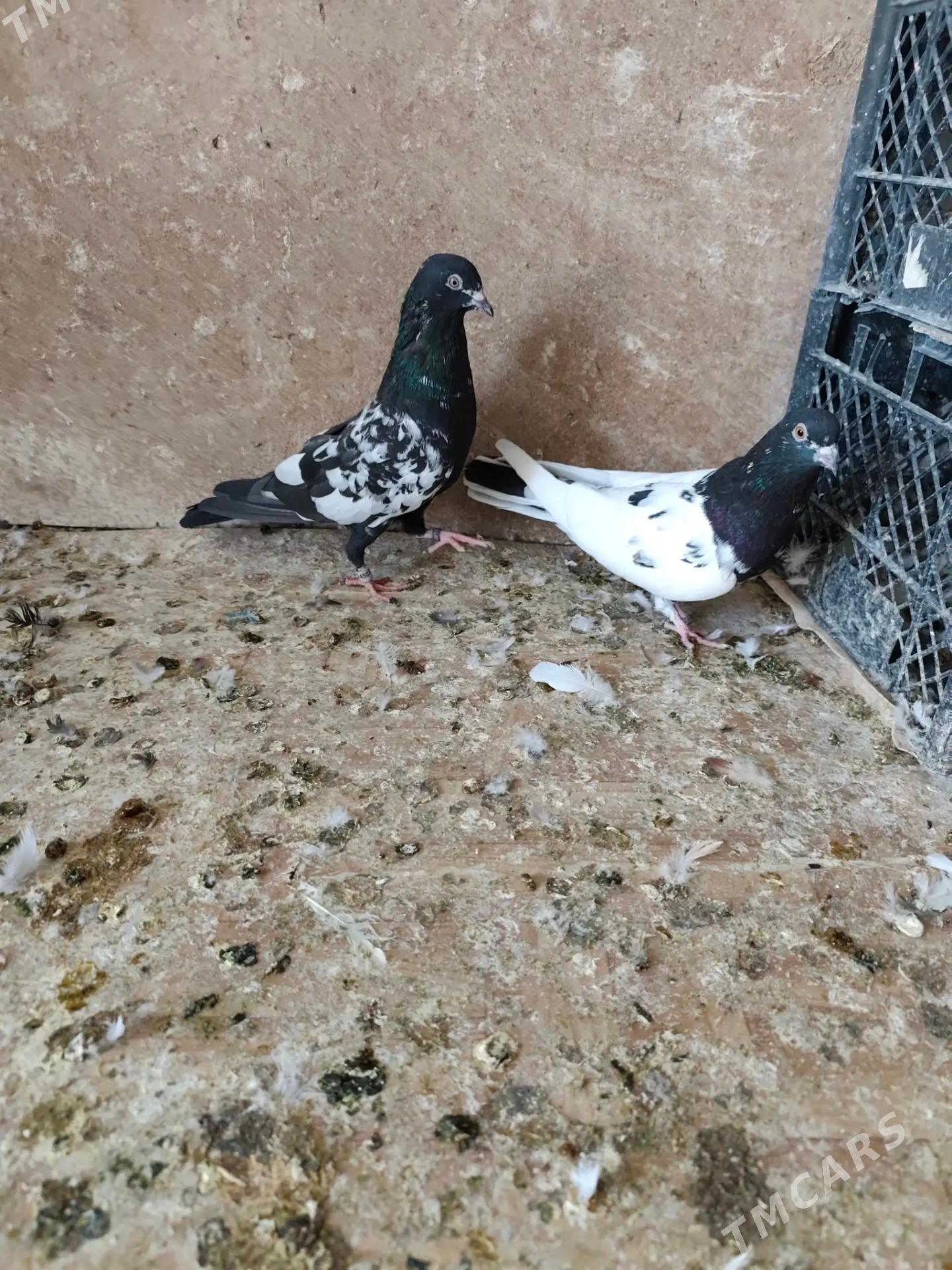 kepderi - Ашхабад - img 6