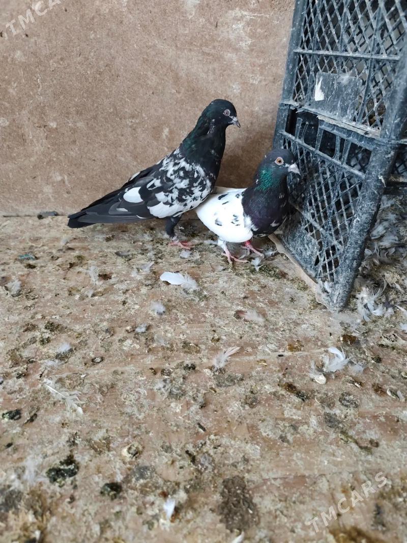 kepderi - Ашхабад - img 5