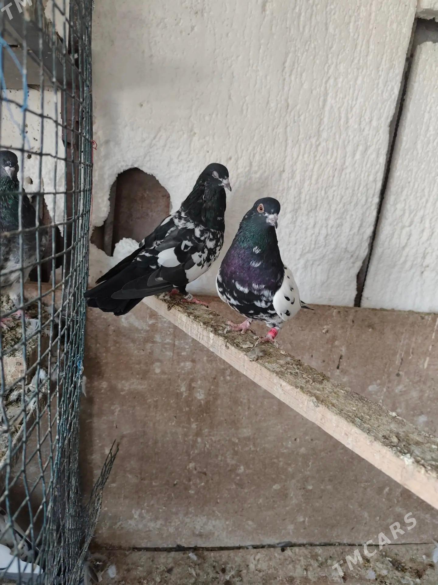 kepderi - Ашхабад - img 3