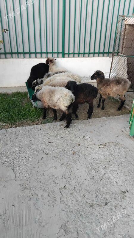 Goýun - Тязе заман - img 2