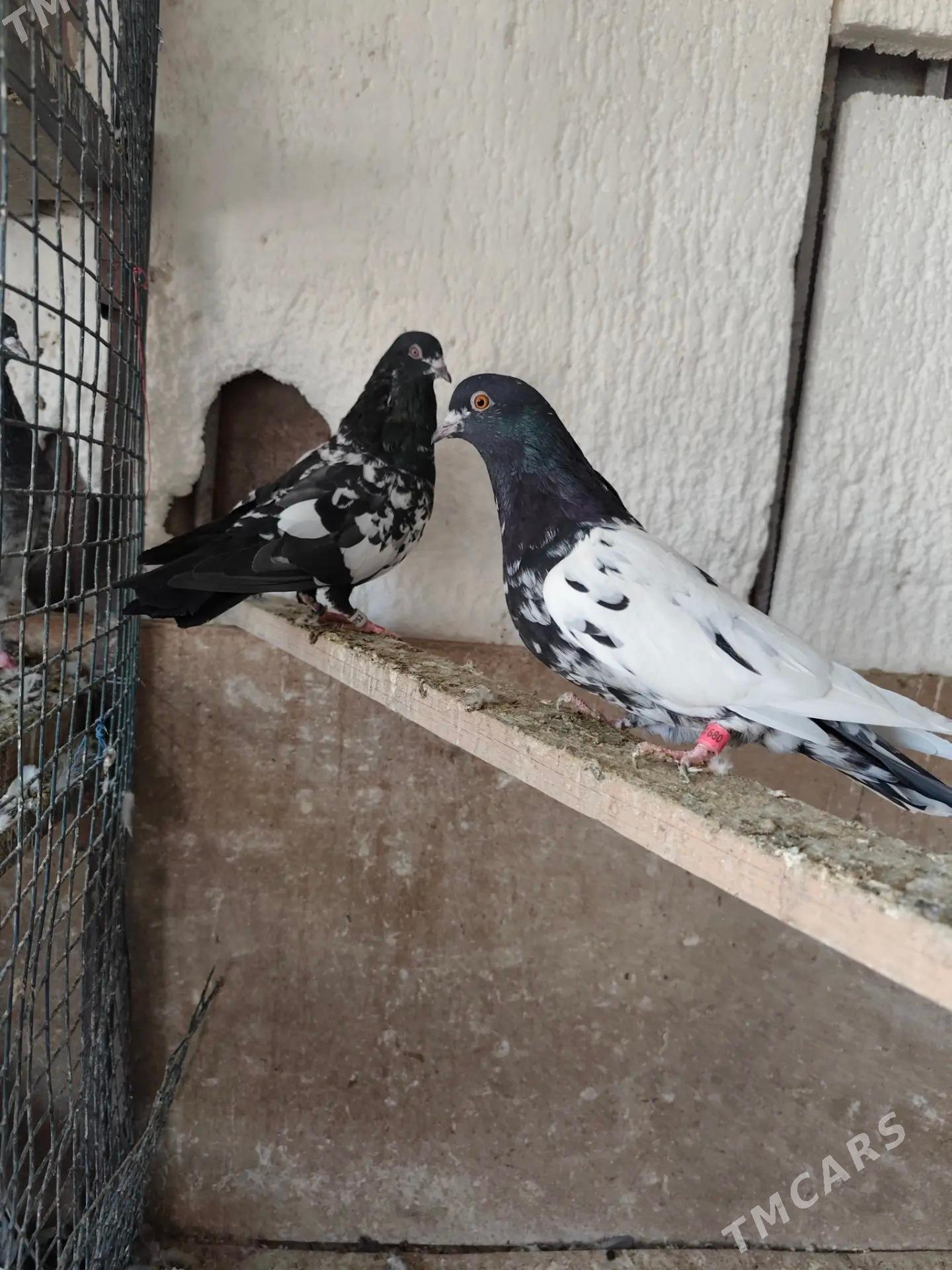 kepderi - Ашхабад - img 2