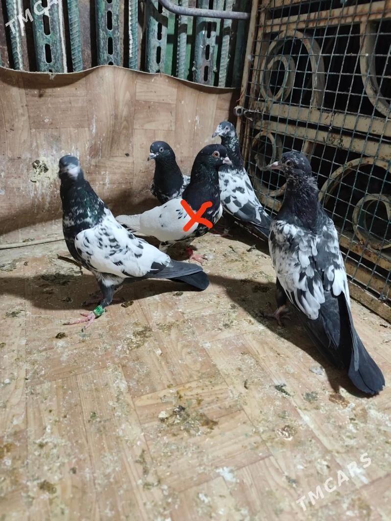 kepderi - Ашхабад - img 1