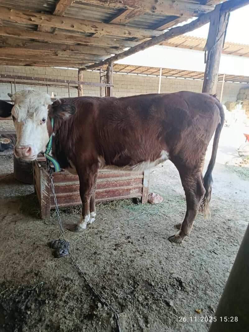 tuwe - Ашхабад - img 2