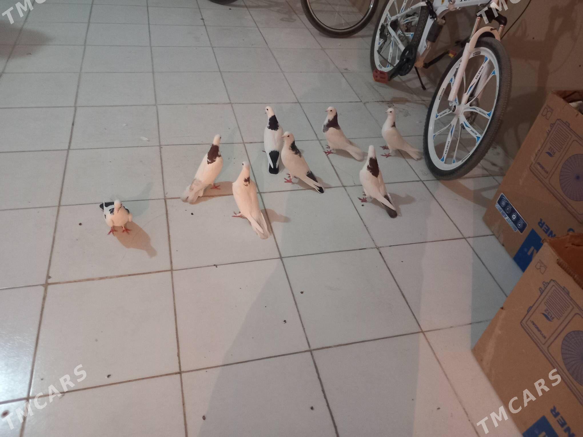 Kepderi  - Берекет - img 2