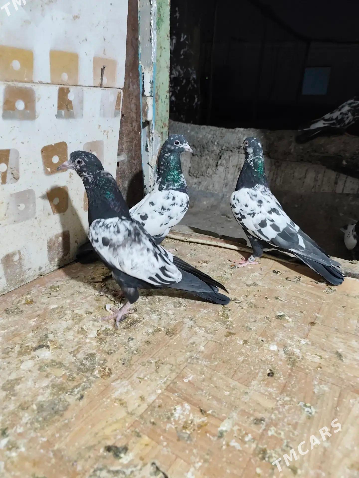 kepderi - Ашхабад - img 2