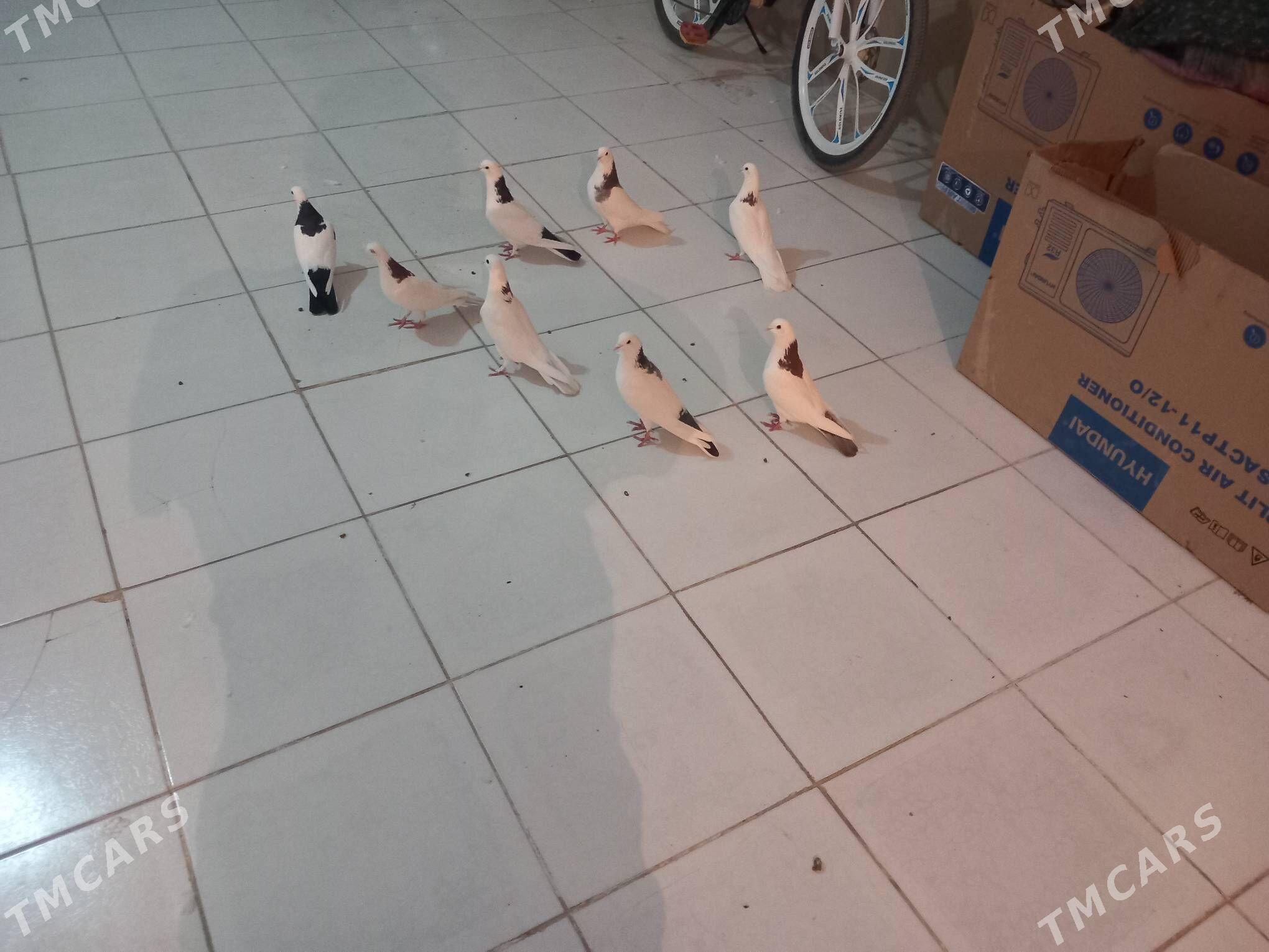 Kepderi  - Берекет - img 3