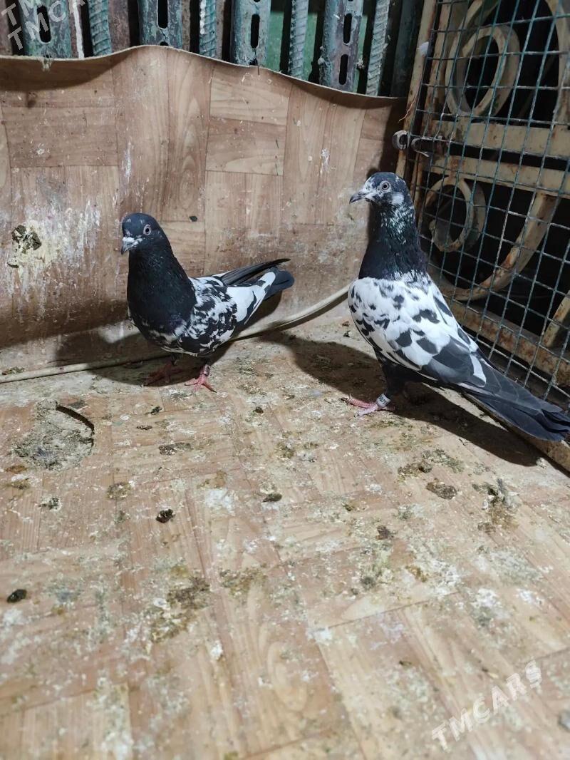 kepderi - Ашхабад - img 3