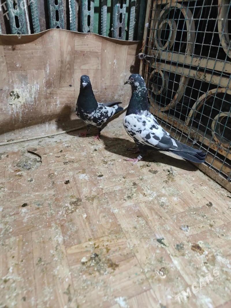 kepderi - Ашхабад - img 4