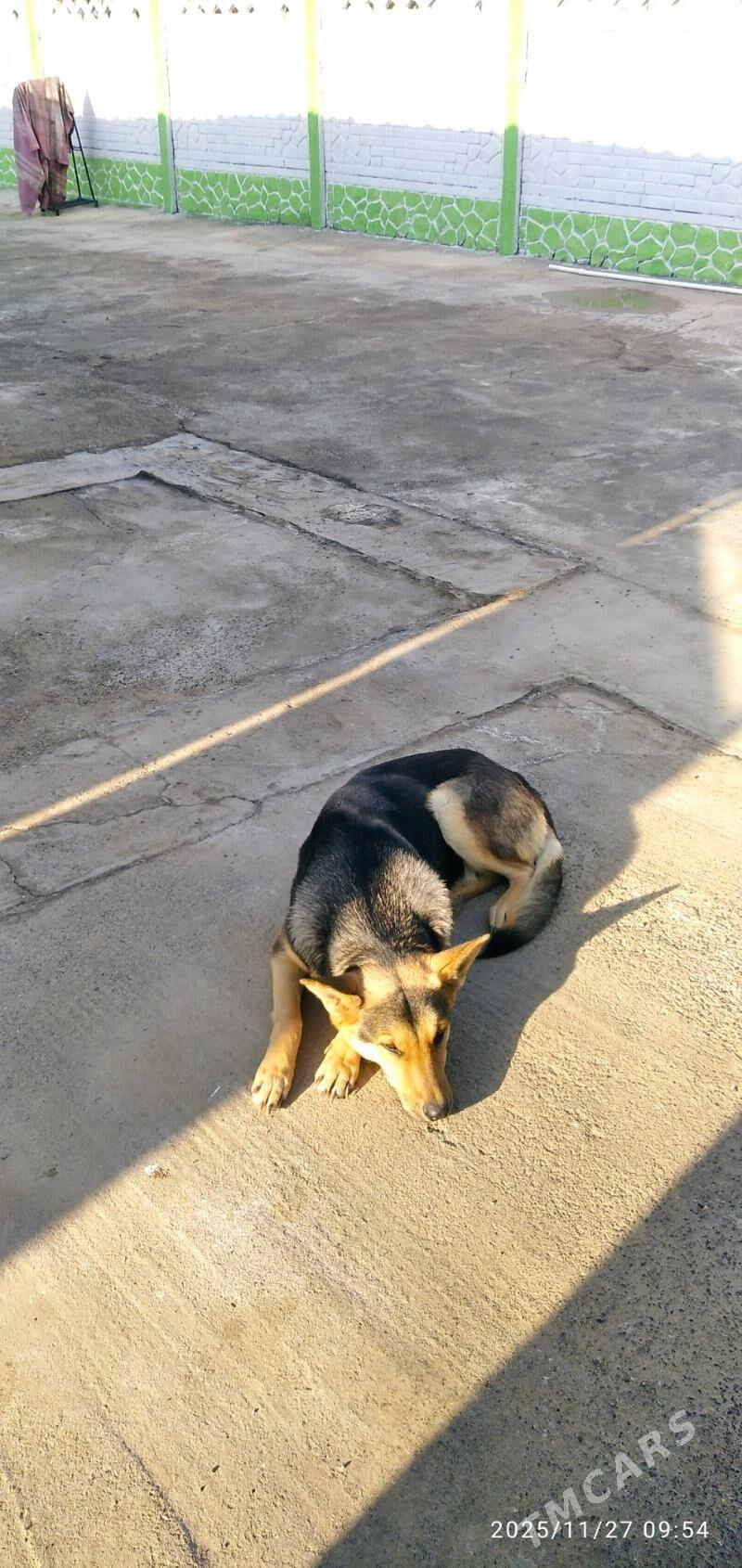 собачка - Мары - img 2