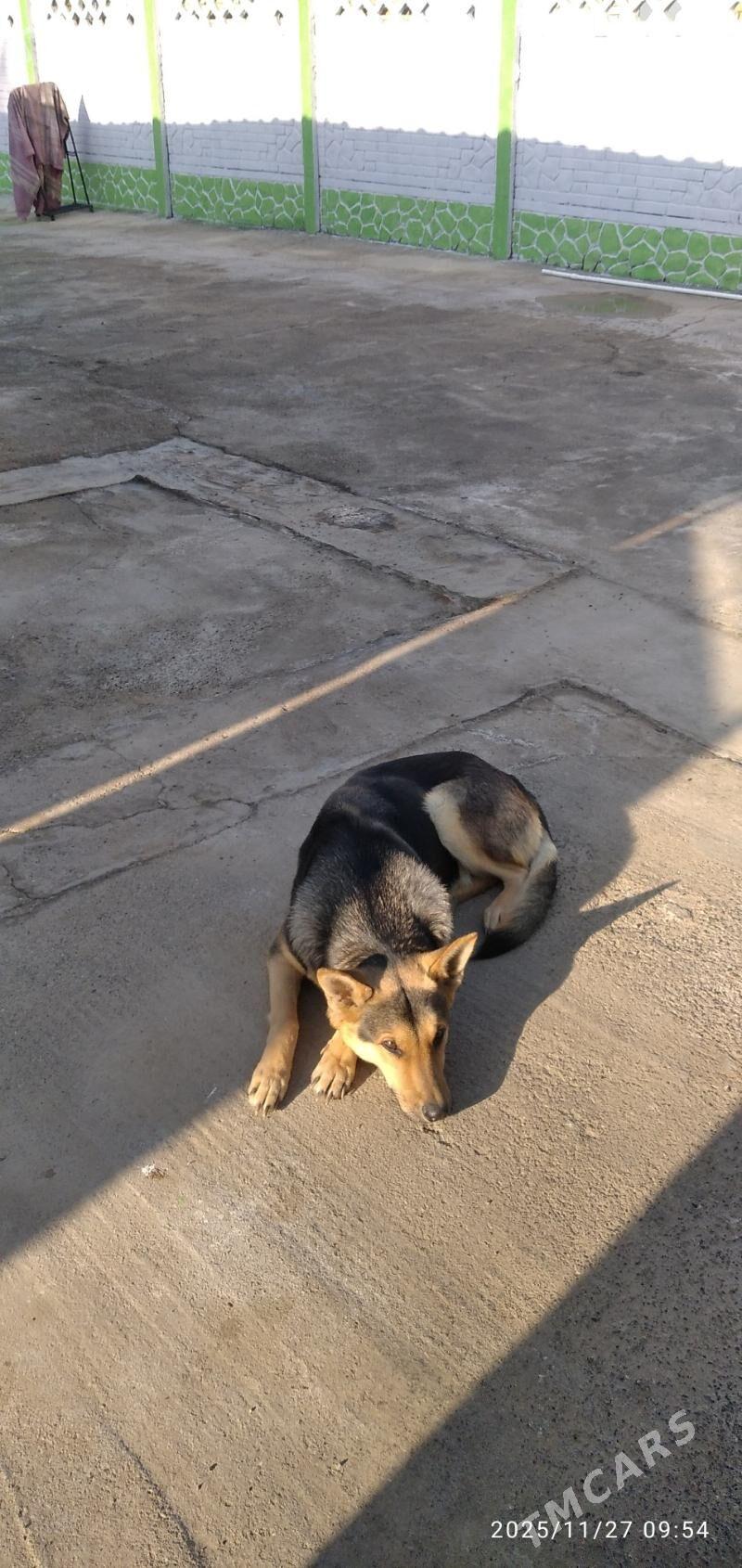 собачка - Мары - img 3