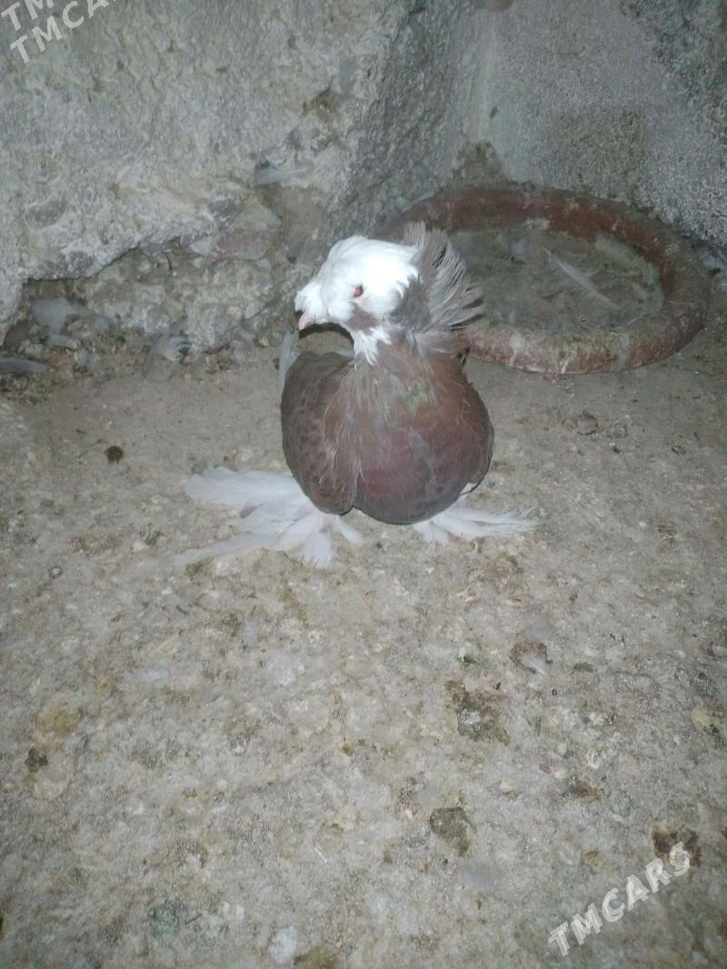 kepderi - Ашхабад - img 2