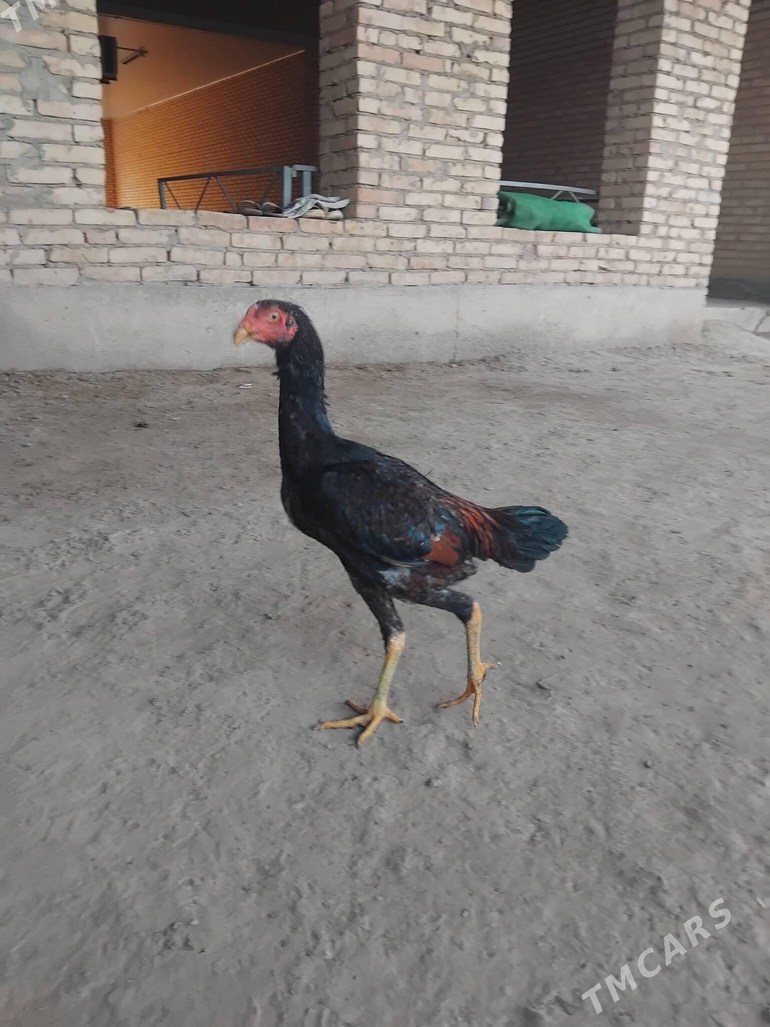 horaz juje - Çärjew - img 3