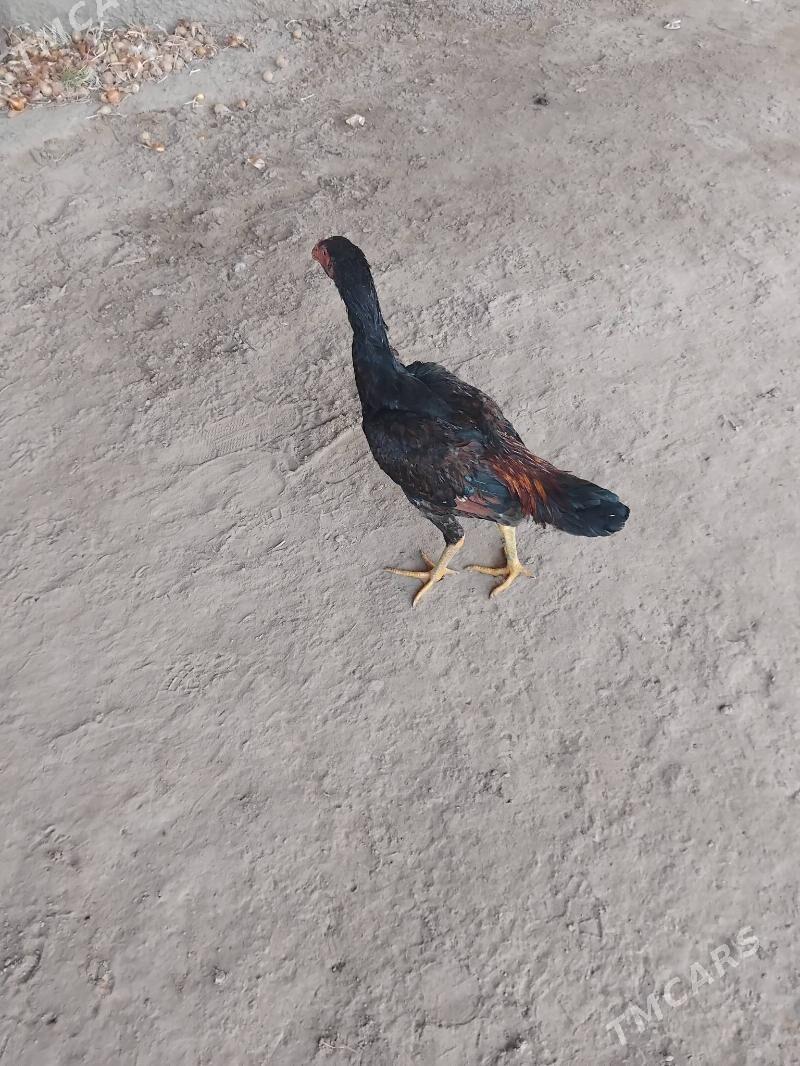 horaz juje - Çärjew - img 4