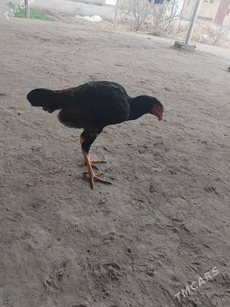 horaz juje - Çärjew - img 2