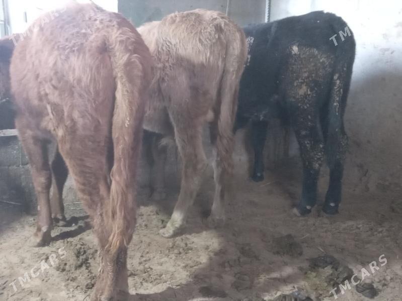 okizler - Бузмеин - img 4