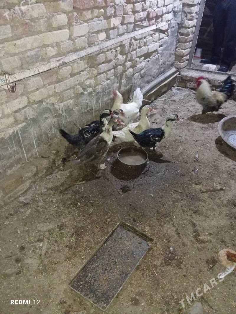 indautka - Мары - img 3