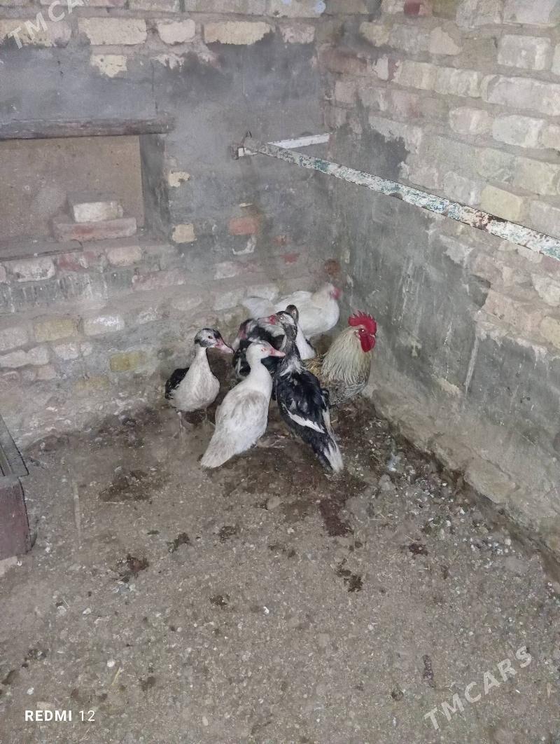 indautka - Мары - img 2