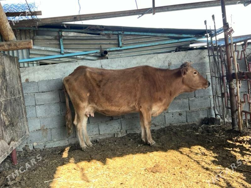 Bakylan sygyr - Aşgabat - img 2