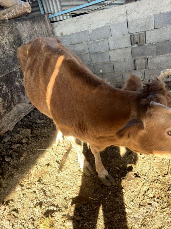 Bakylan sygyr - Aşgabat - img 3