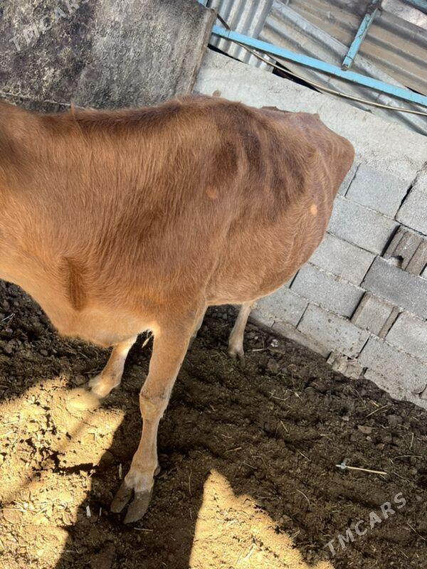 Bakylan sygyr - Aşgabat - img 4