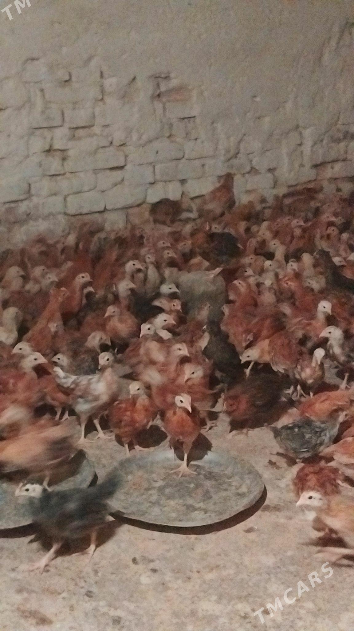 Towyk juje - Кака - img 10