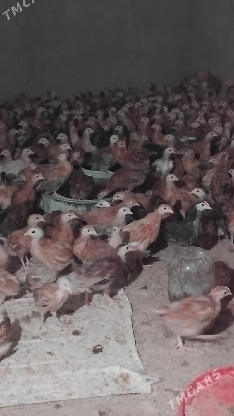 Towyk juje - Кака - img 8