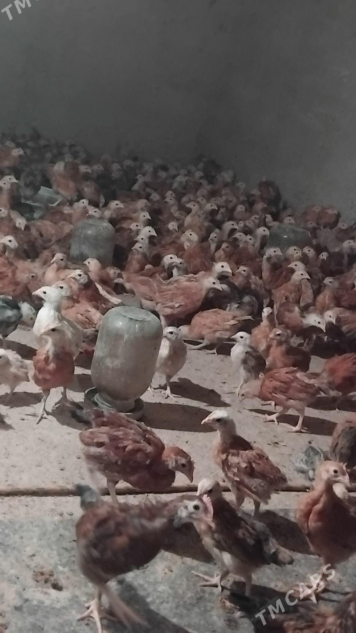 Towyk juje - Кака - img 2