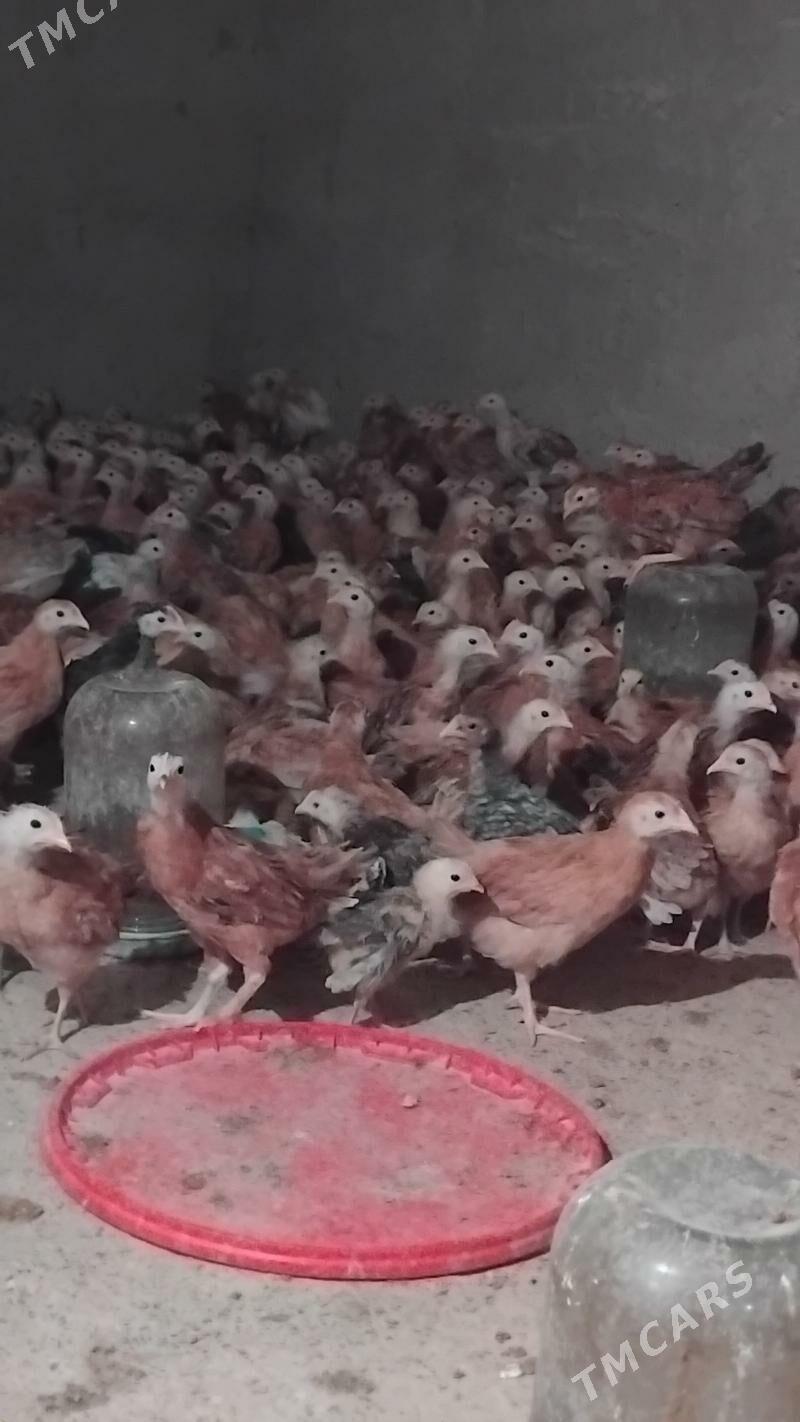 Towyk juje - Кака - img 7