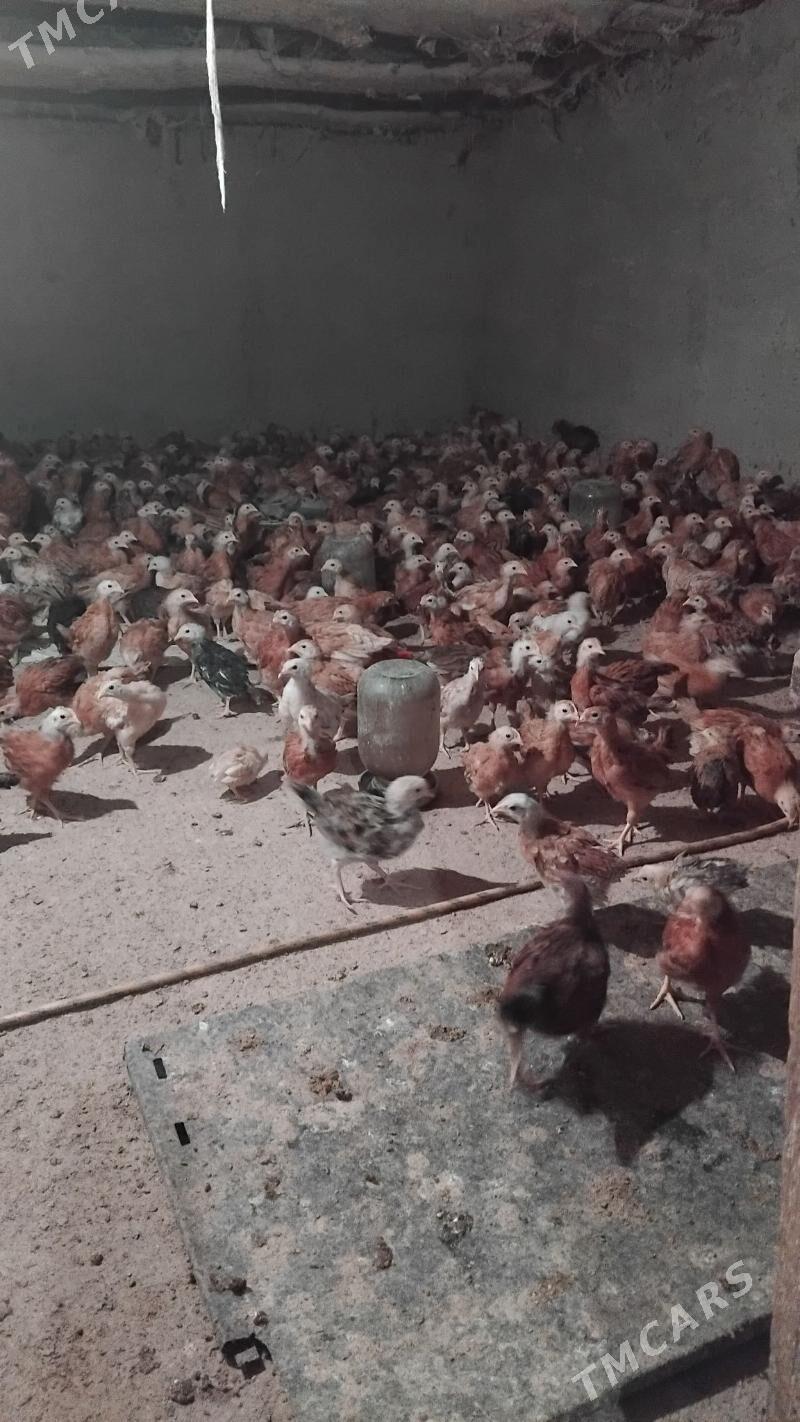 Towyk juje - Кака - img 6