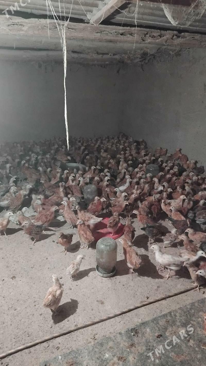 Towyk juje - Кака - img 4