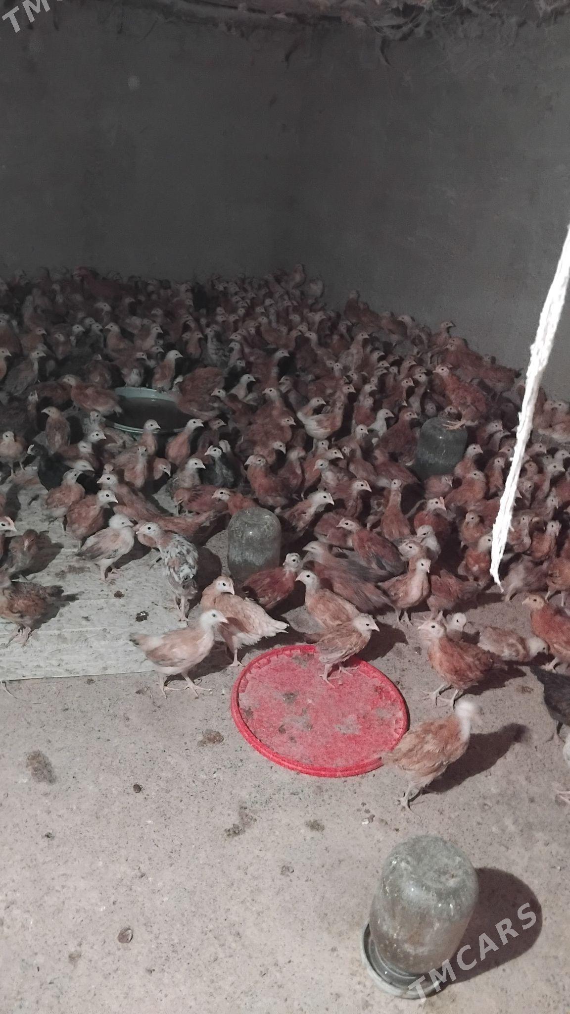 Towyk juje - Кака - img 5