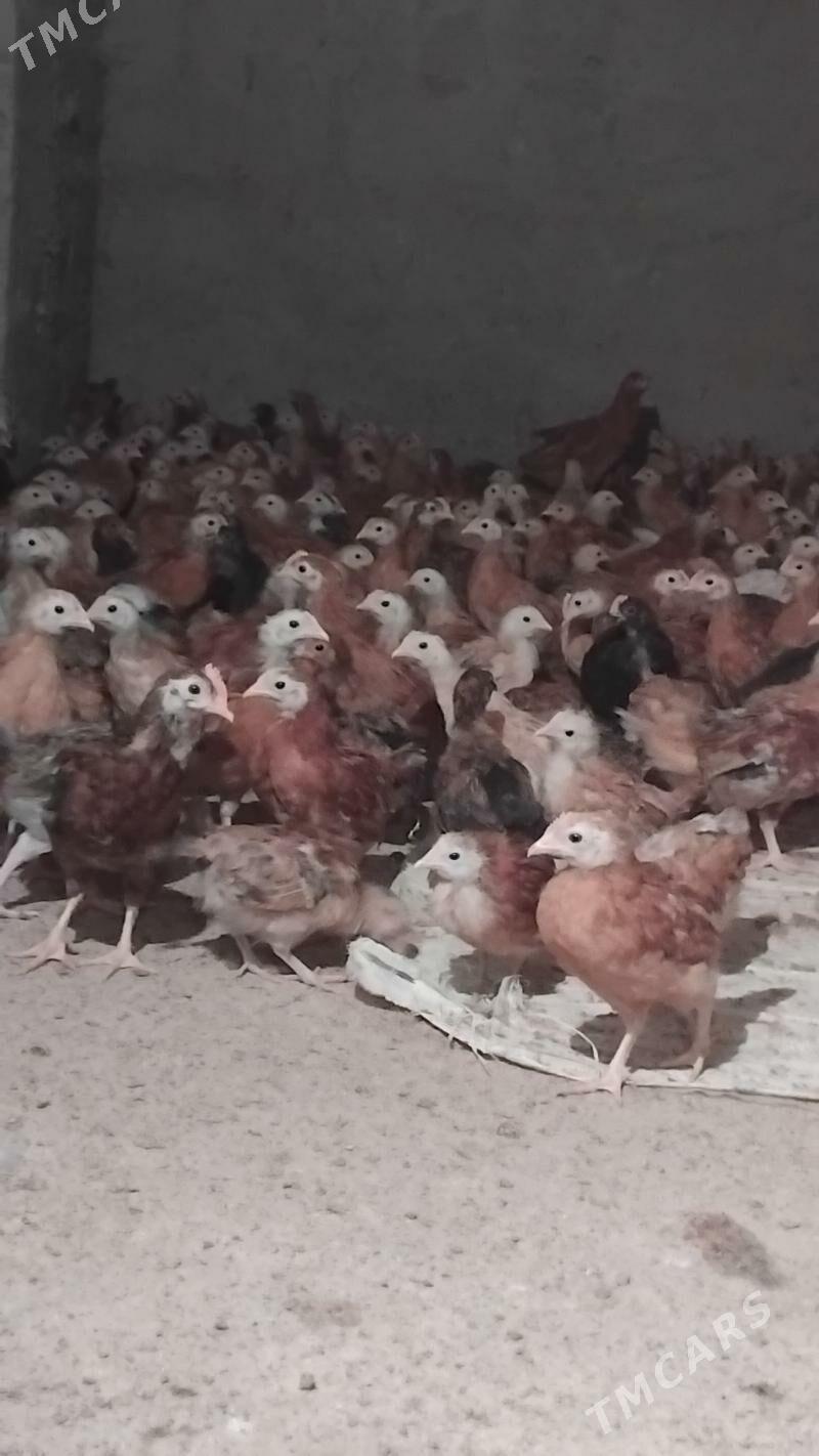 Towyk juje - Кака - img 9