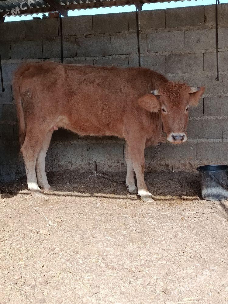 göleli sygyr - Бахарден - img 2