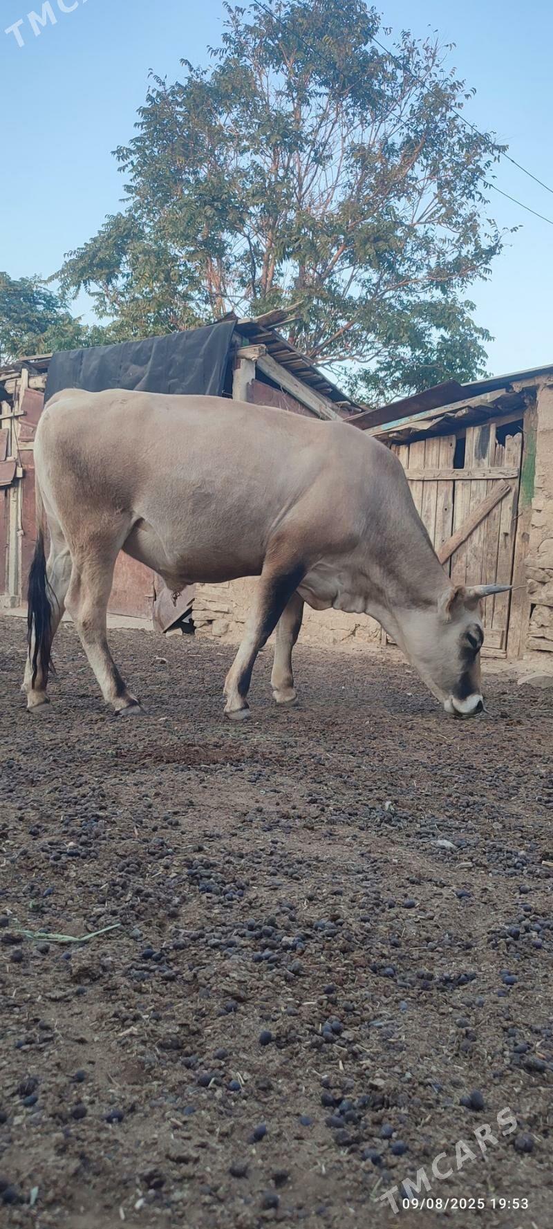 okuz - Бахарден - img 4