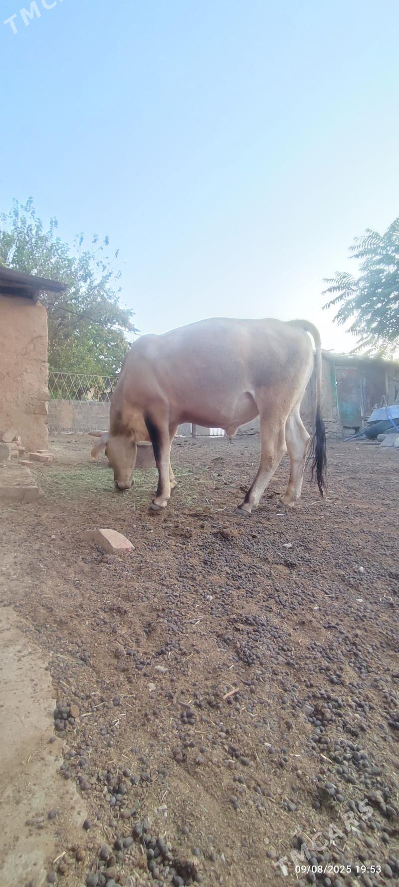 okuz - Бахарден - img 1