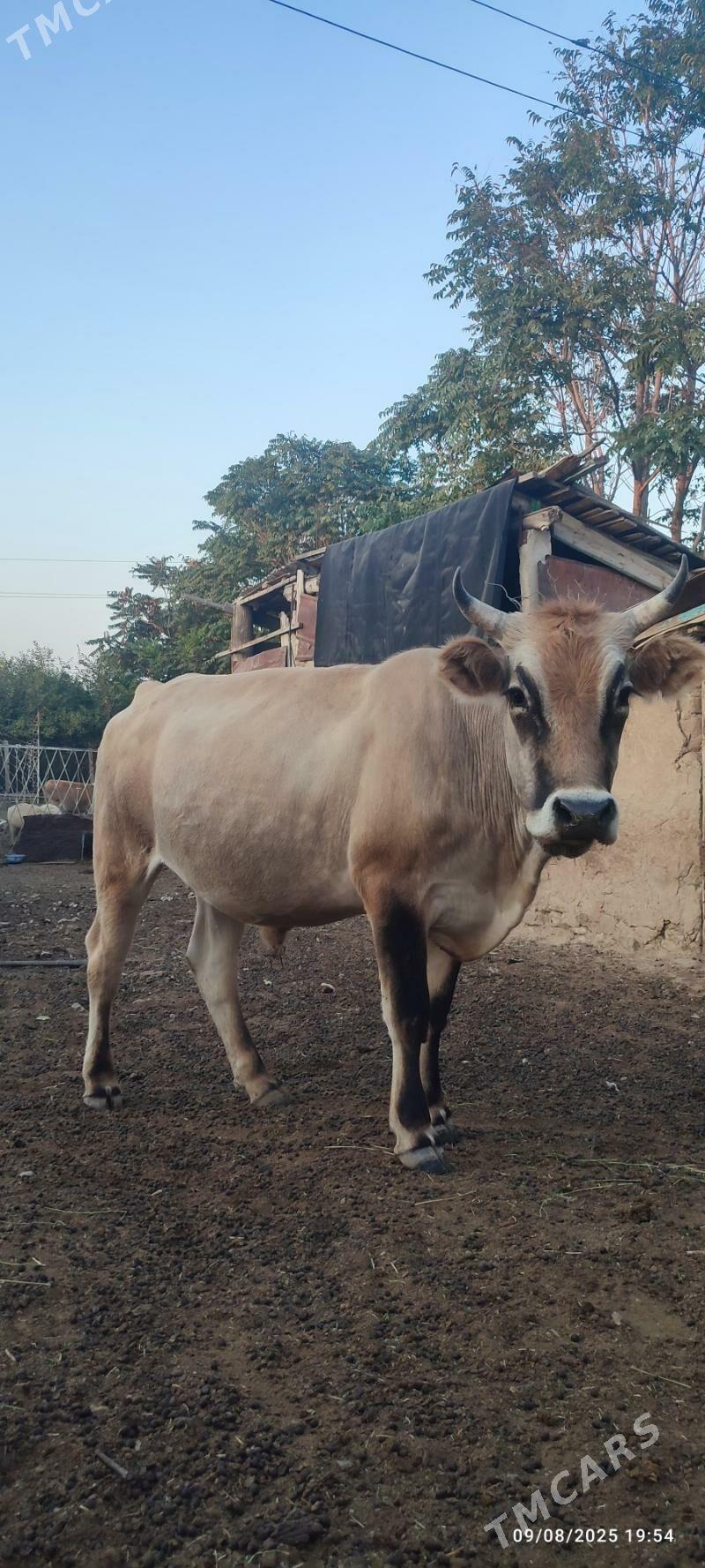 okuz - Бахарден - img 2