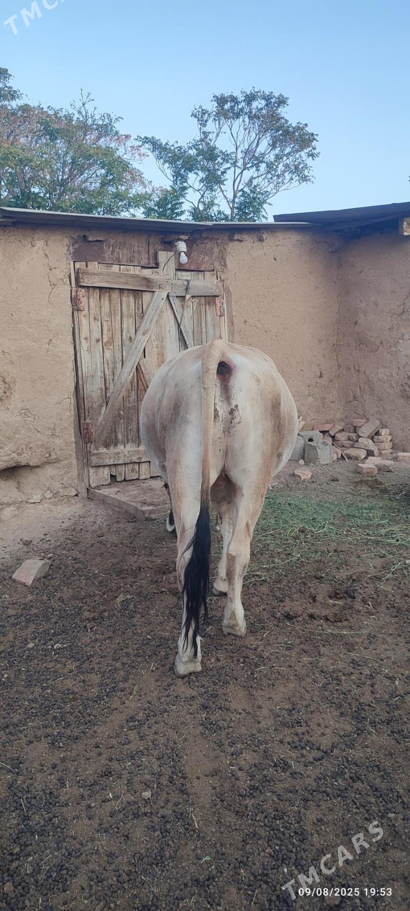 okuz - Бахарден - img 3