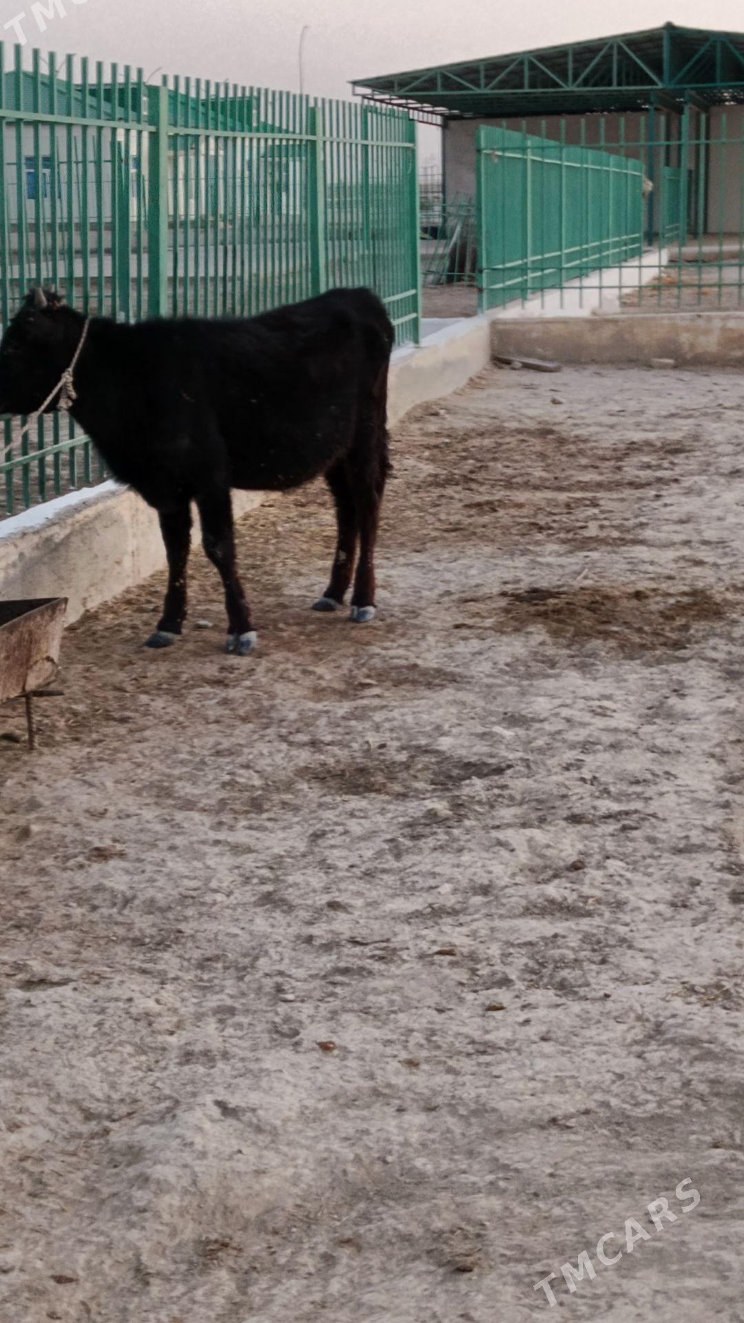 tuwe - Gyzylarbat - img 3