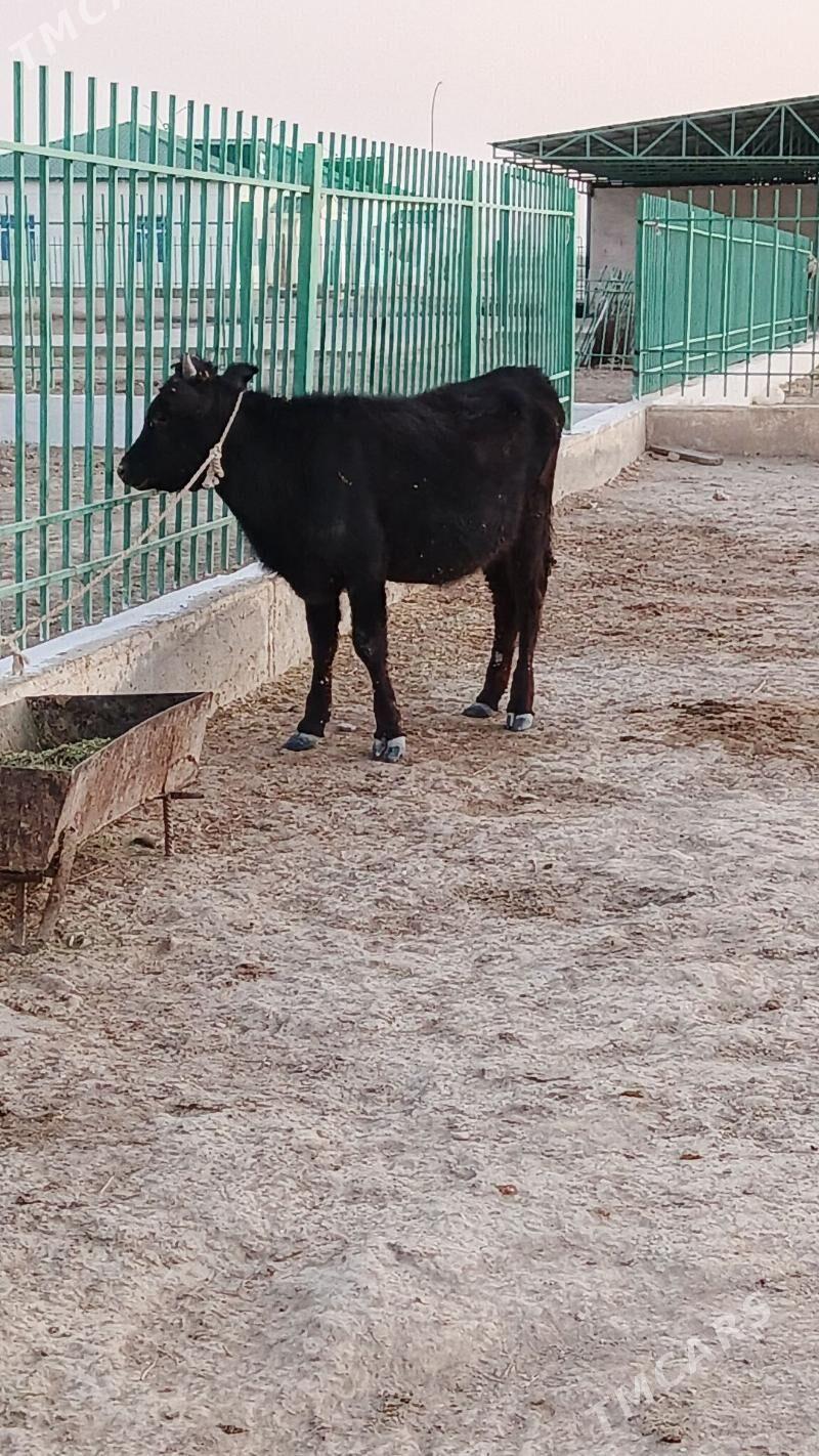 tuwe - Gyzylarbat - img 2