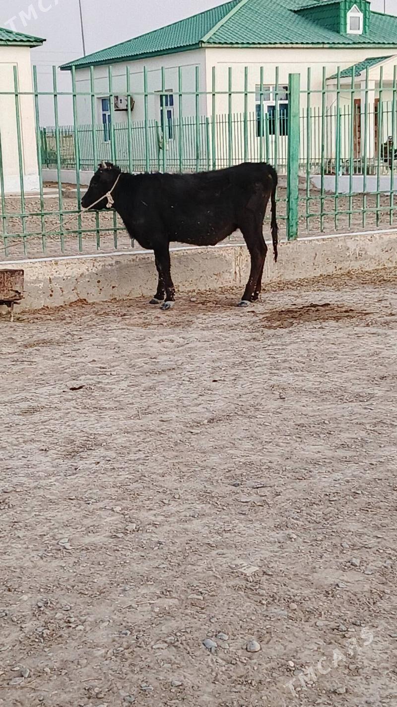 tuwe - Gyzylarbat - img 4