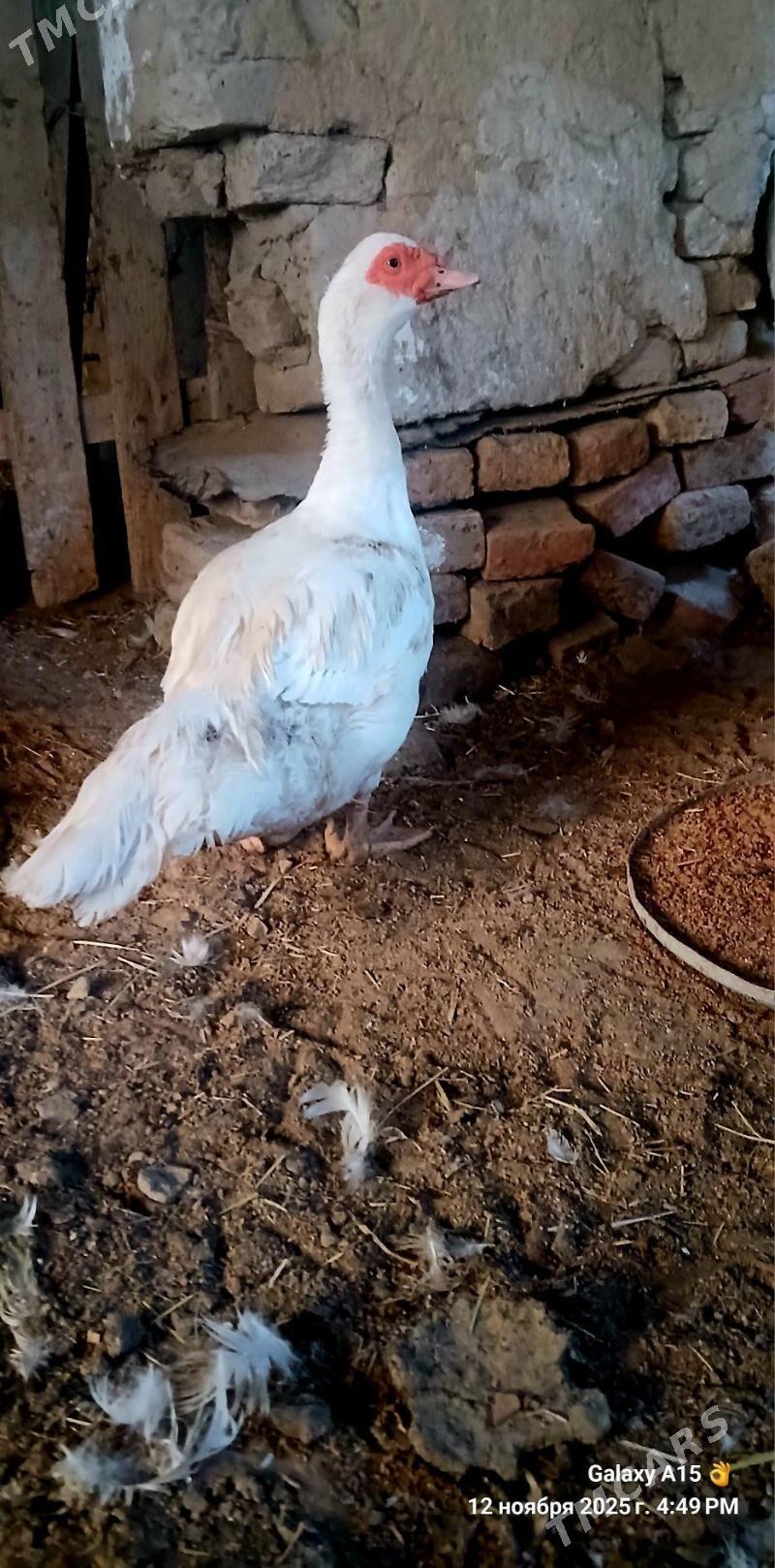 erkek indeutga - Baýramaly - img 2