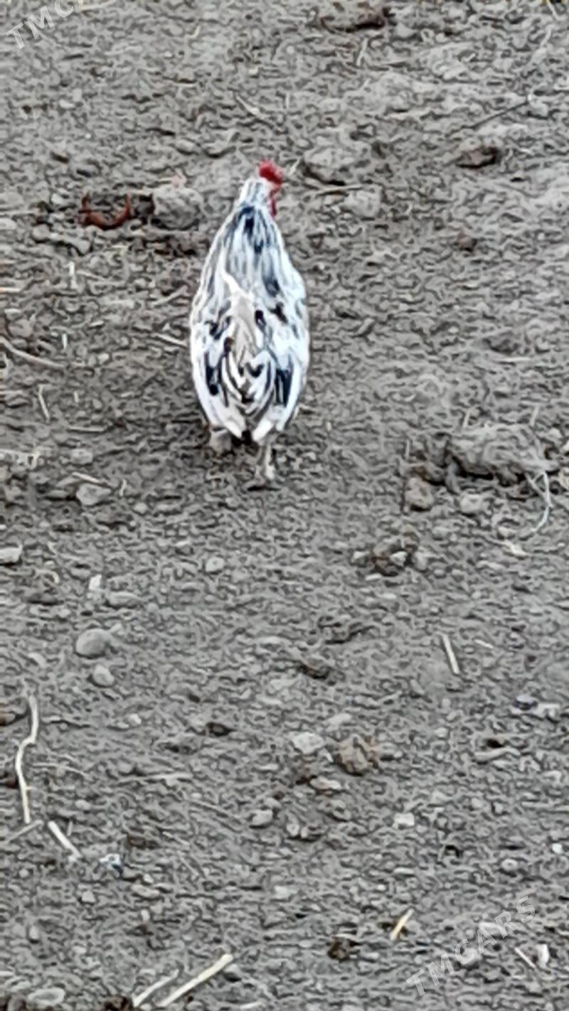 Karlik horaz - Bagyr - img 2